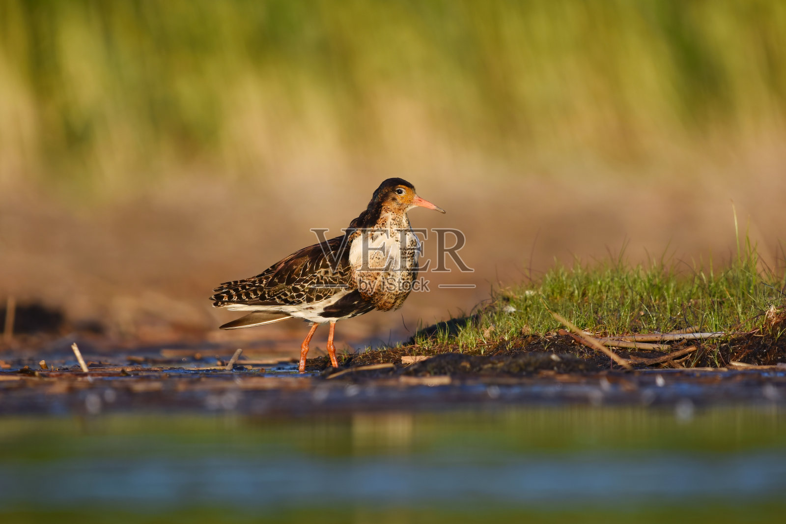 海燕(Calidris pugnax)夏季湿地雄性。照片摄影图片