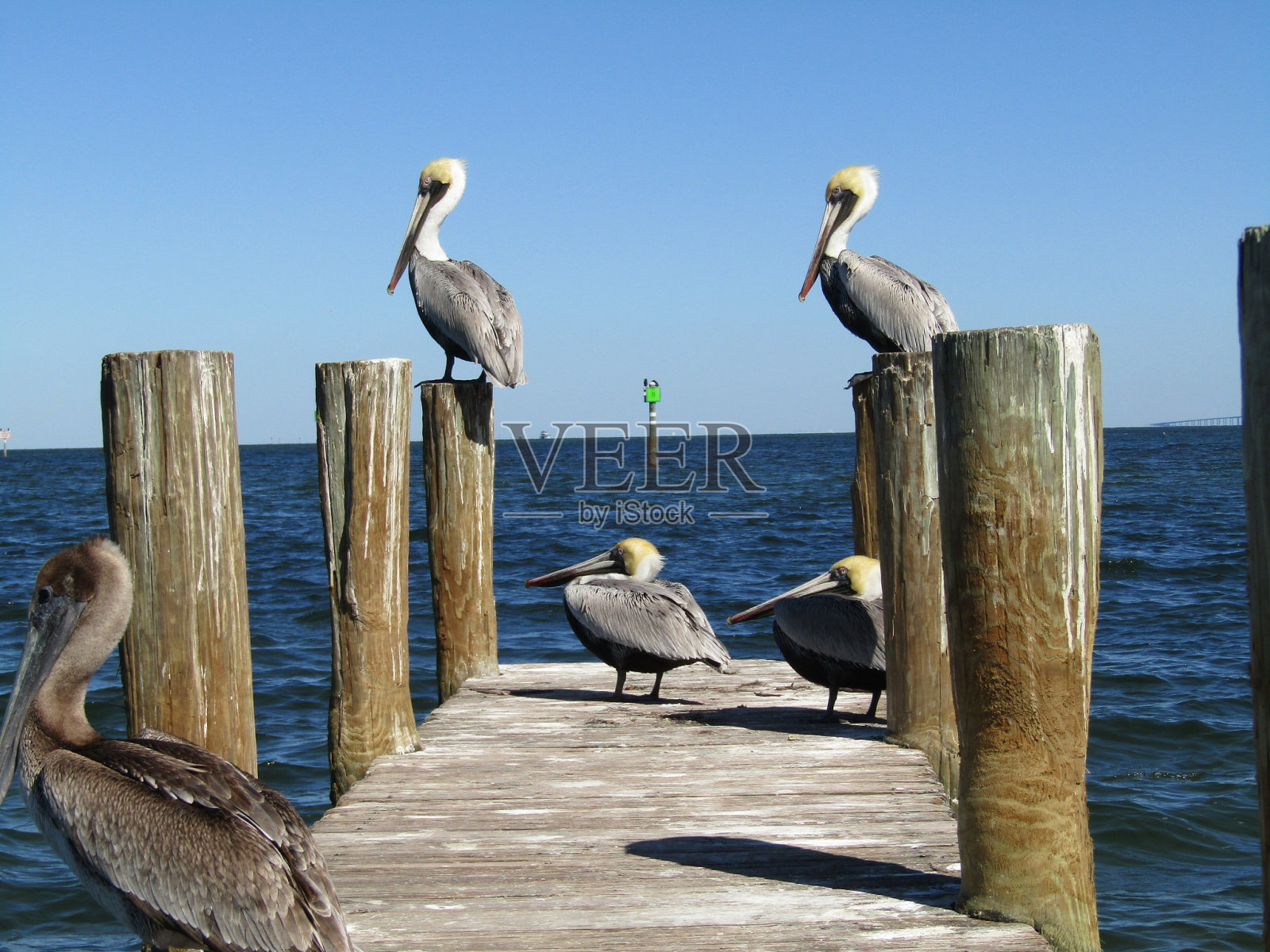 坐在海湾的码头上照片摄影图片