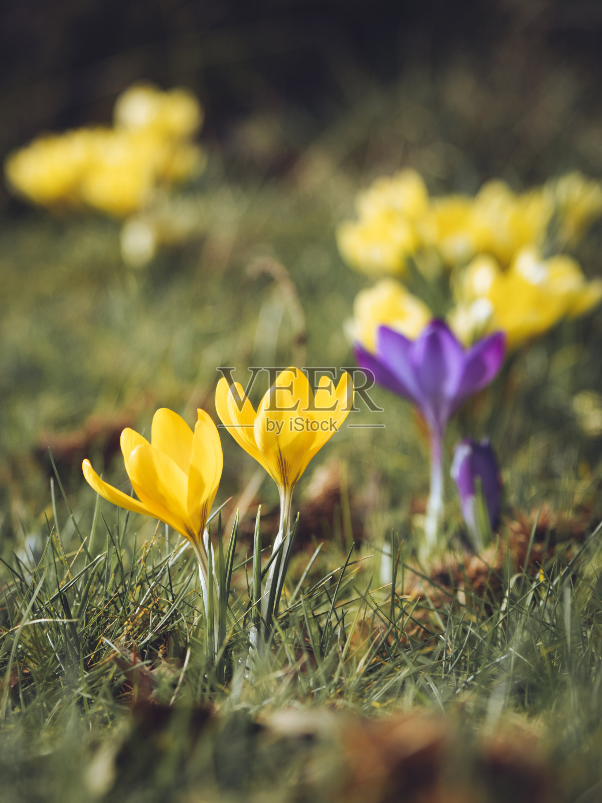 藏红花在二月盛开照片摄影图片
