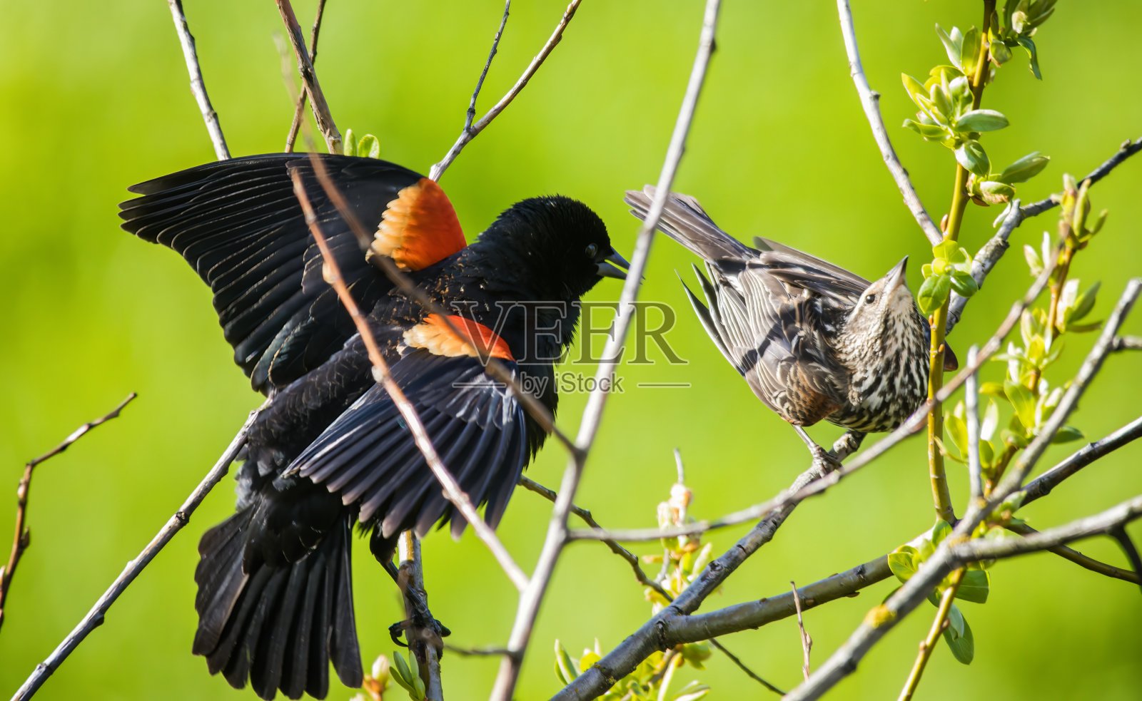红翼黑鸟照片摄影图片
