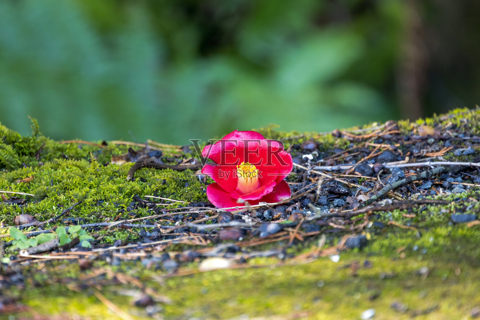 长满苔藓的地上的山茶花。照片摄影图片