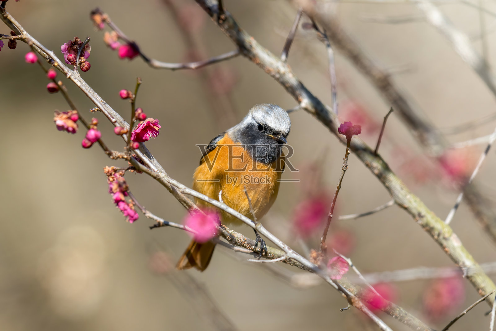 日本杏树树枝上的一种达斡尔红。照片摄影图片