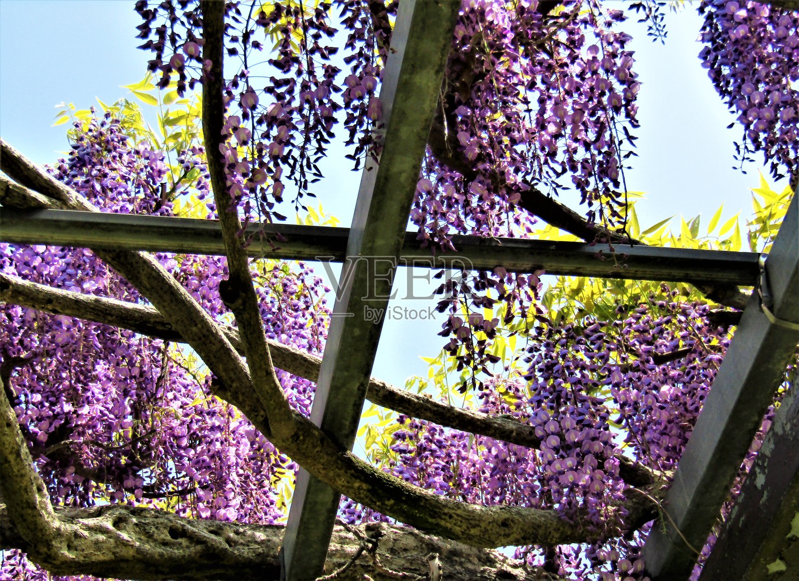 日本。4月。紫藤开花。照片摄影图片