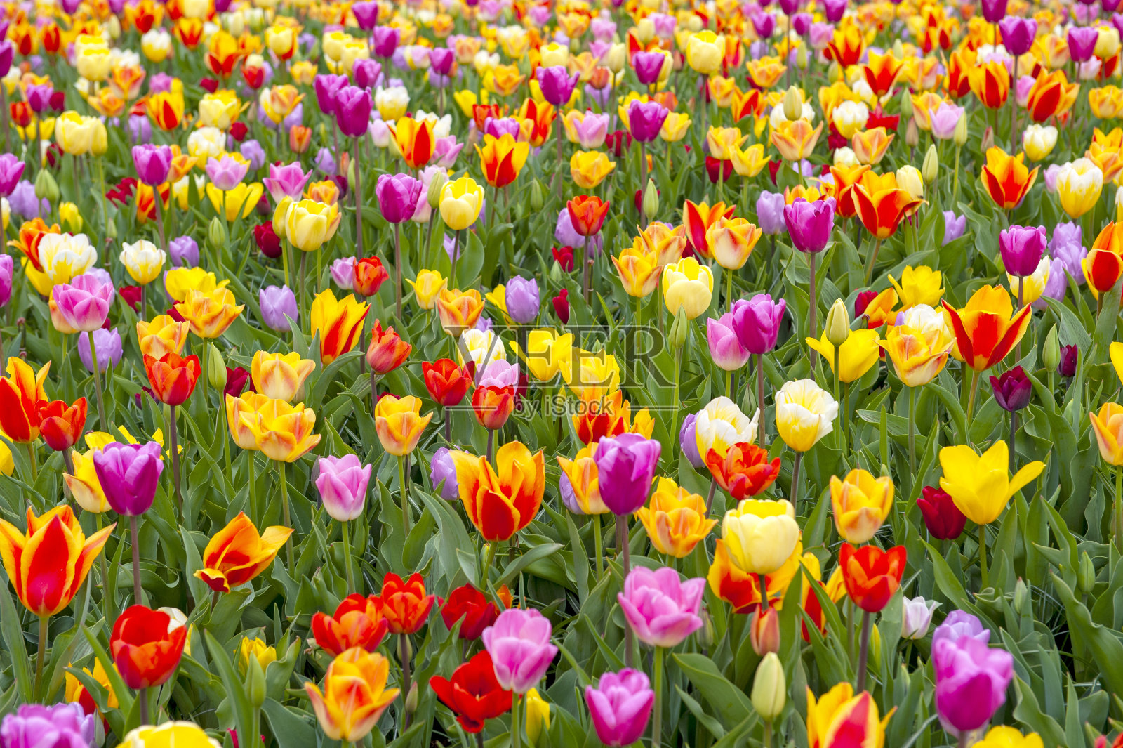 郁金香照片摄影图片