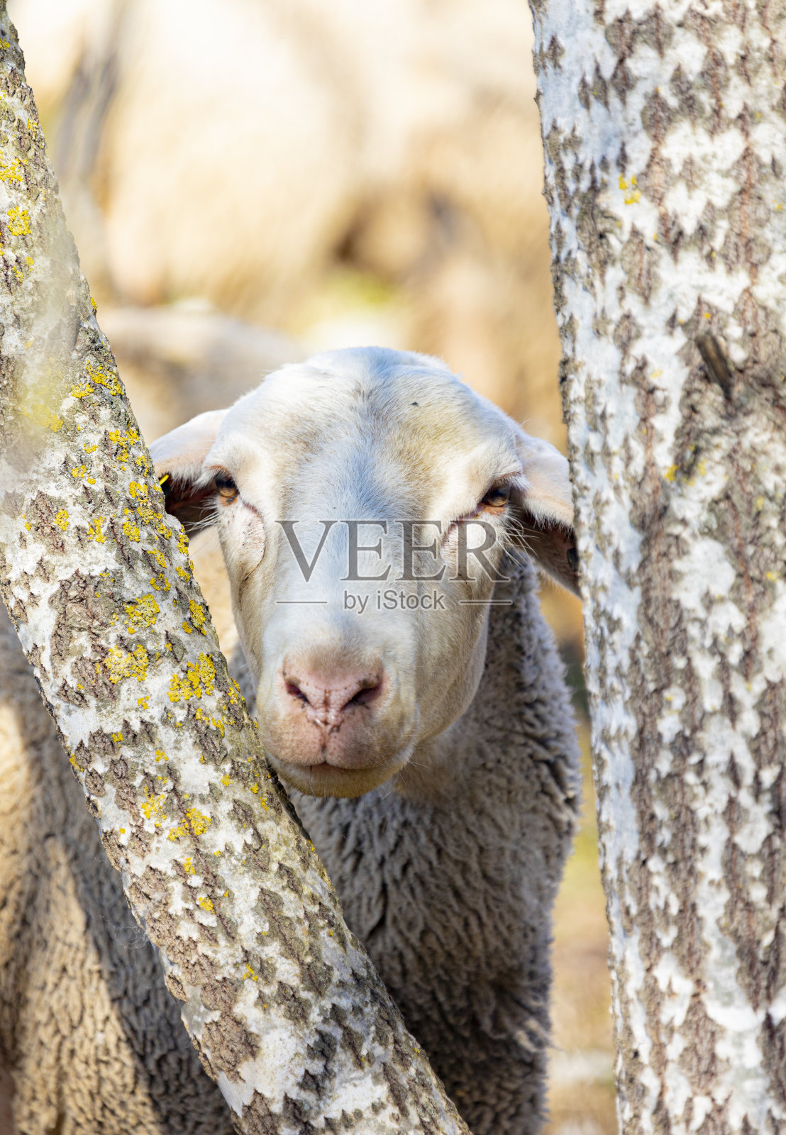绵羊肖像-巴塞罗那-奥加拉达品种。照片摄影图片