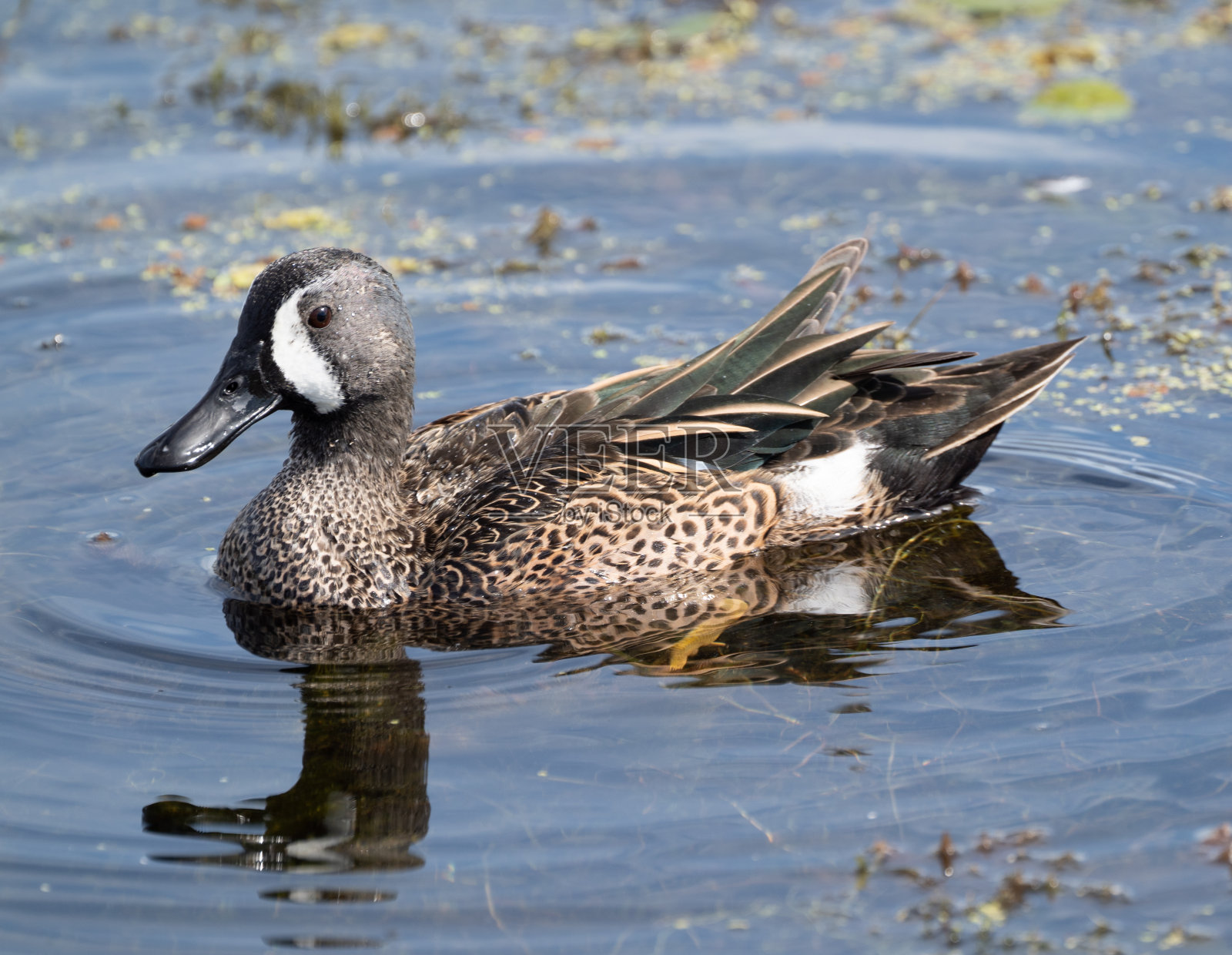 佛罗里达中部奥兰多湿地公园里美丽的蓝翼鸭照片摄影图片