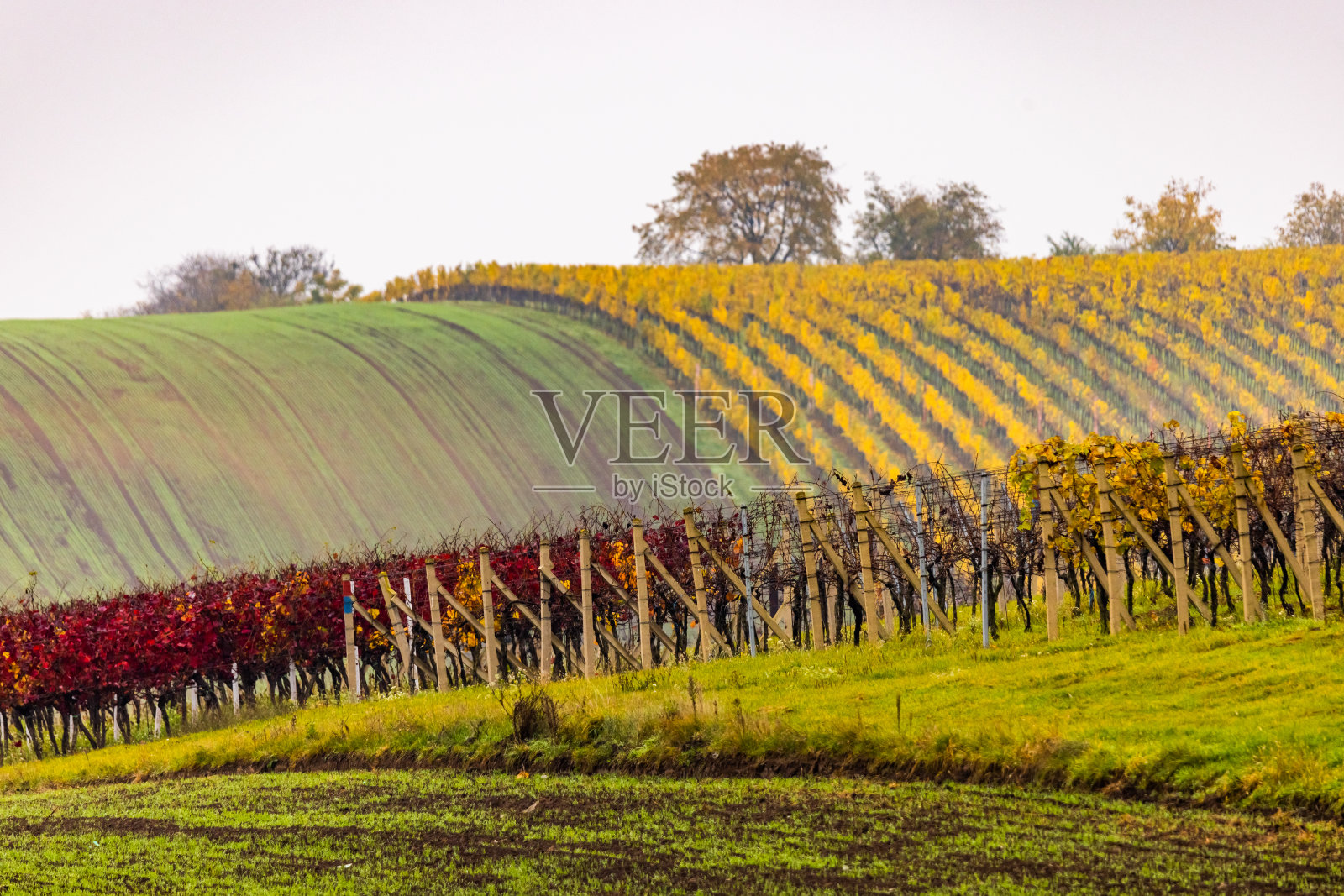 秋天的葡萄园风景照片摄影图片