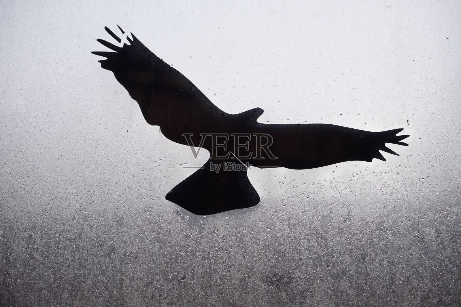 湿玻璃上的黑鸟标志照片摄影图片