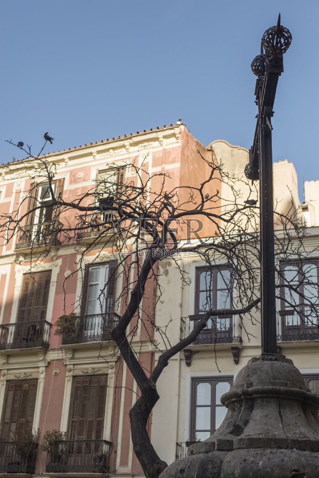 在西班牙安达卢西亚马拉加，一棵光秃秃的树和蓝天下的建筑的美丽景色照片摄影图片