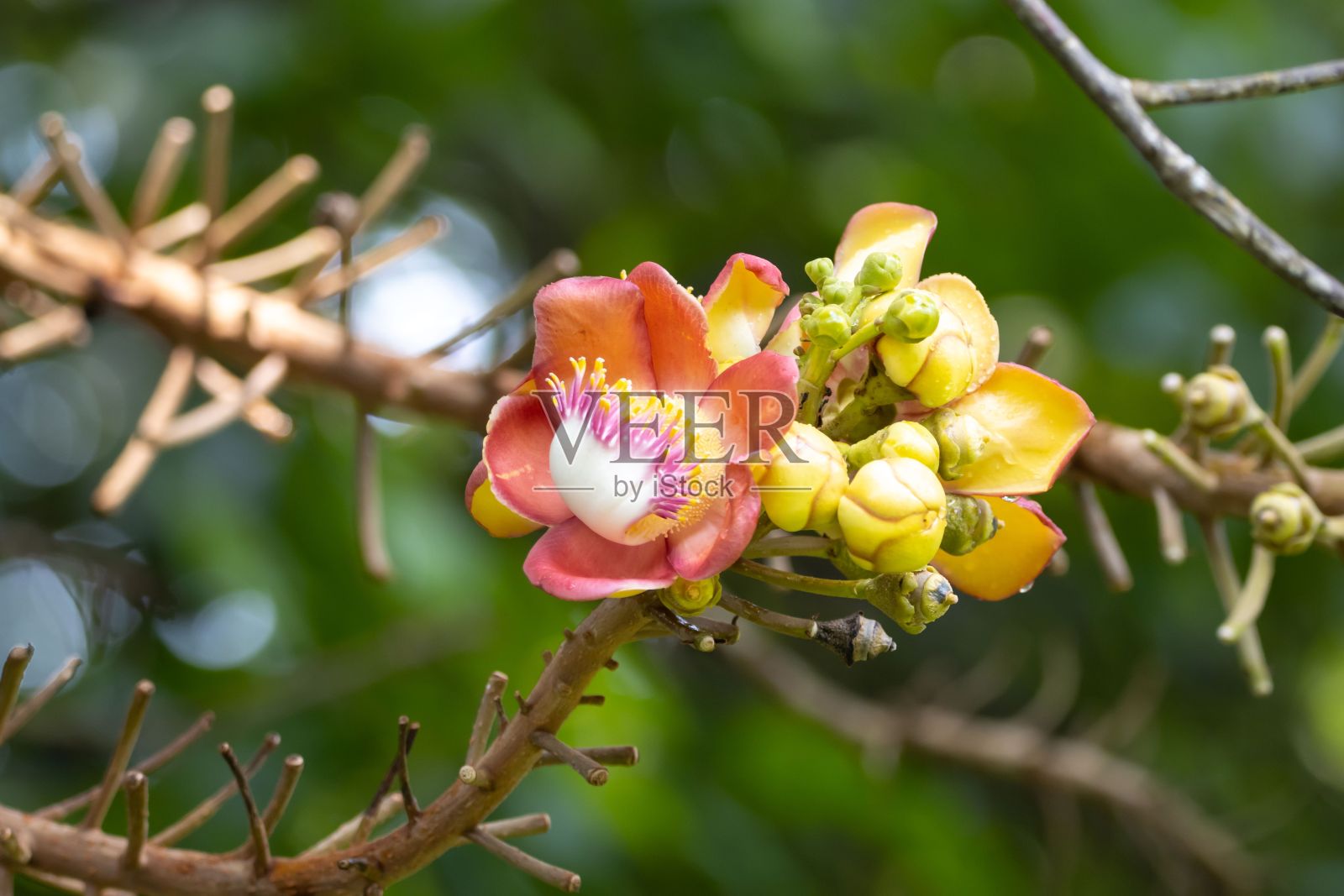炮弹树花，桂莲照片摄影图片