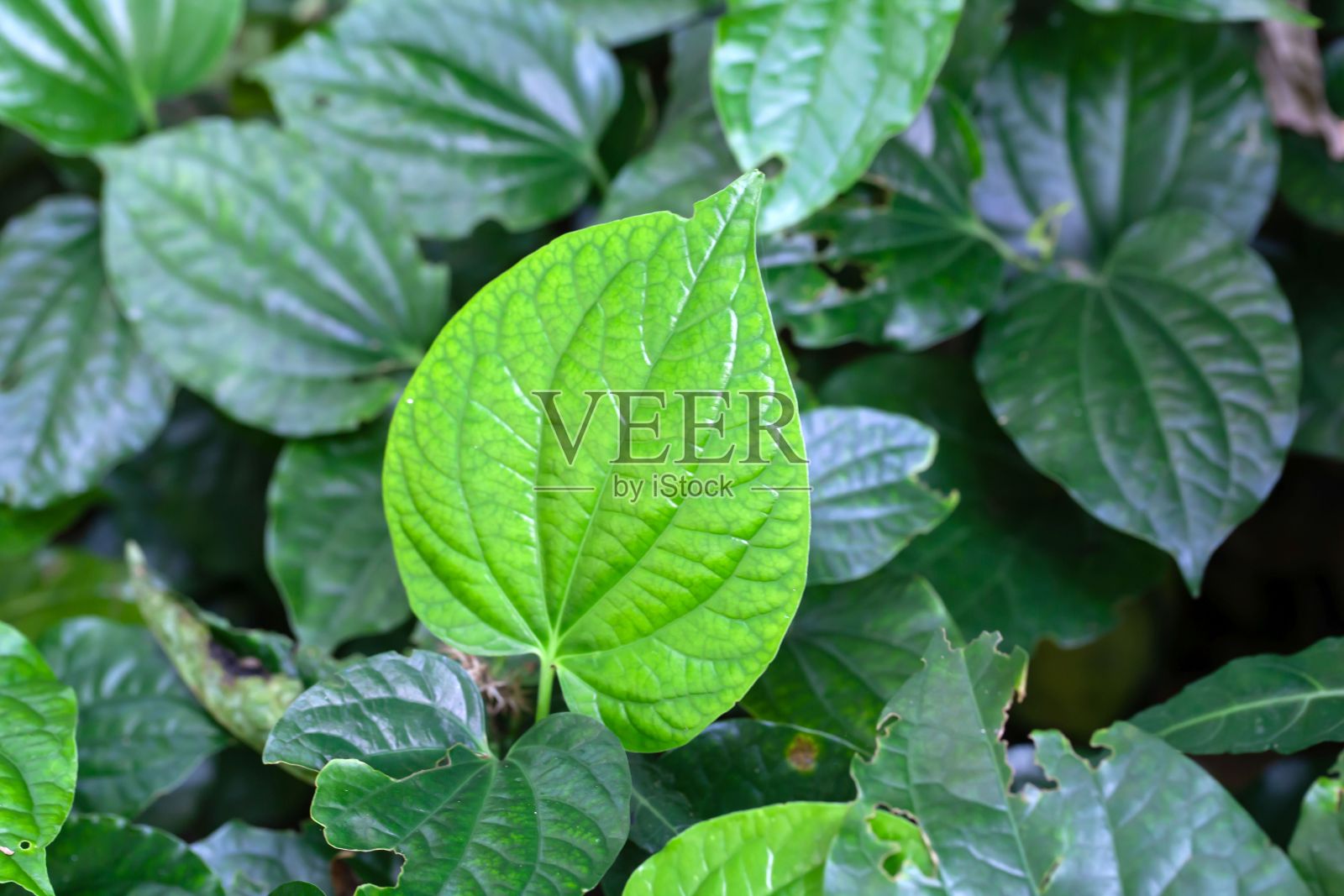 槟榔椒叶子，Piper sarmentosum照片摄影图片