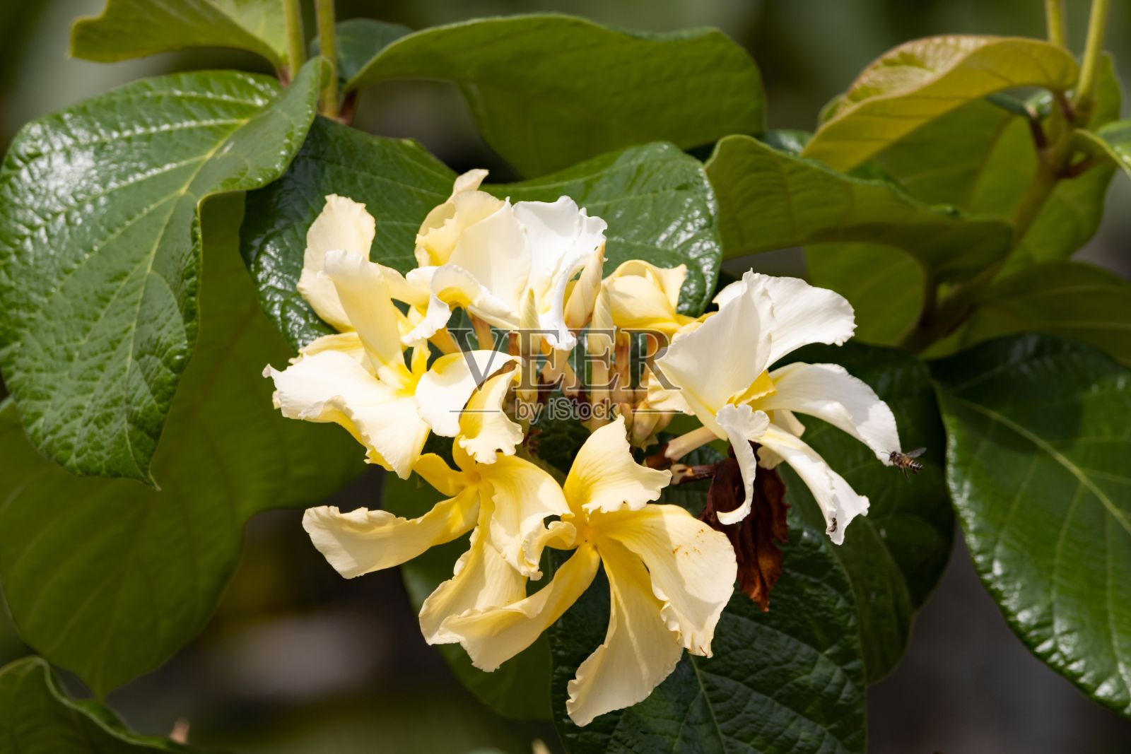 一种攀缘鸡蛋花属植物的花照片摄影图片