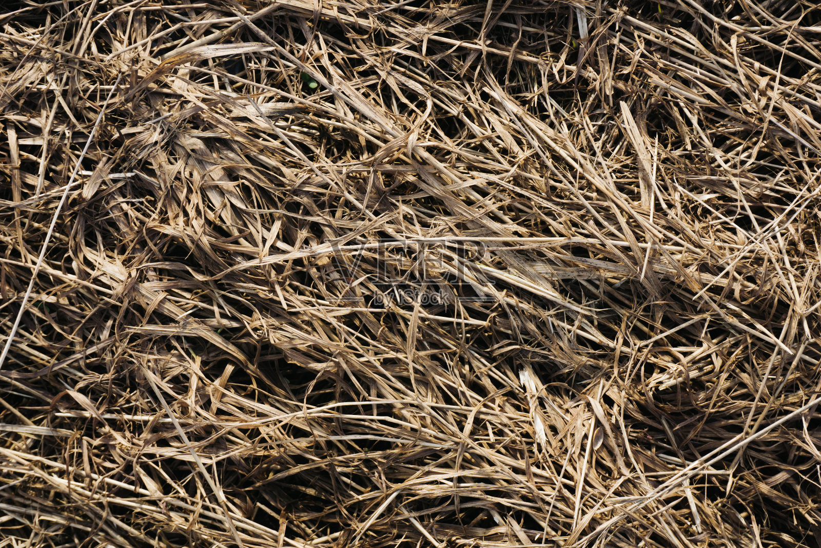 干燥的黄草质地。照片摄影图片