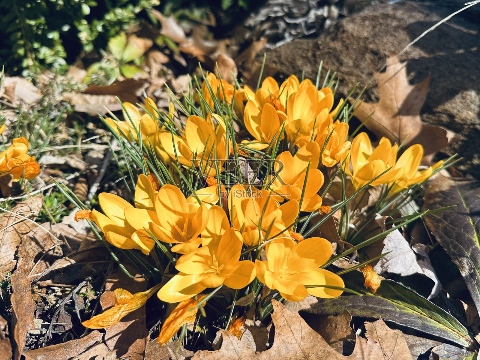 藏红花，早春照片摄影图片