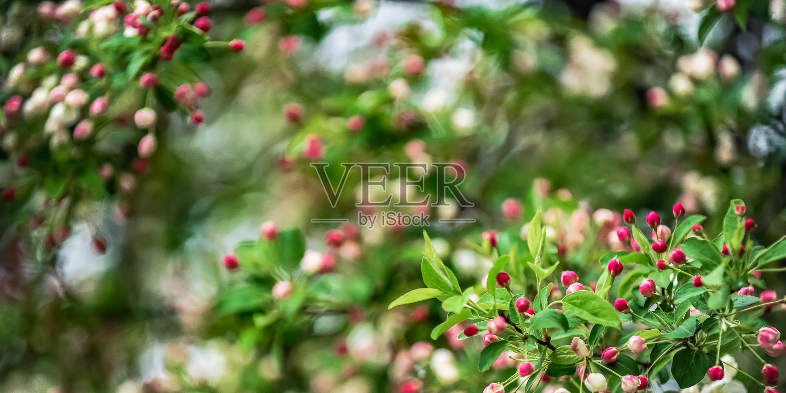 樱花照片摄影图片