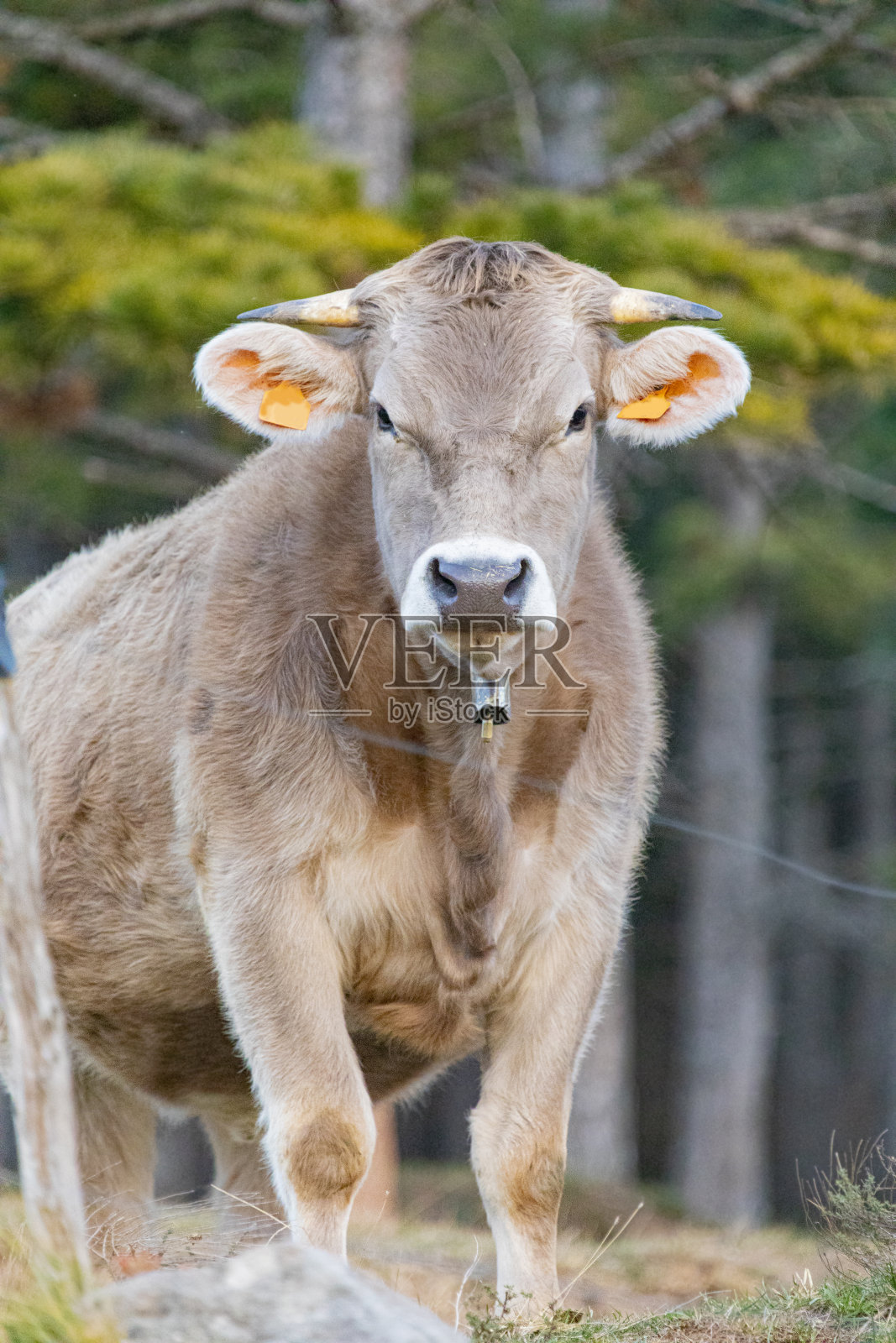 布鲁纳·德尔斯·皮里内斯，比利牛斯山东南部的一种牛照片摄影图片