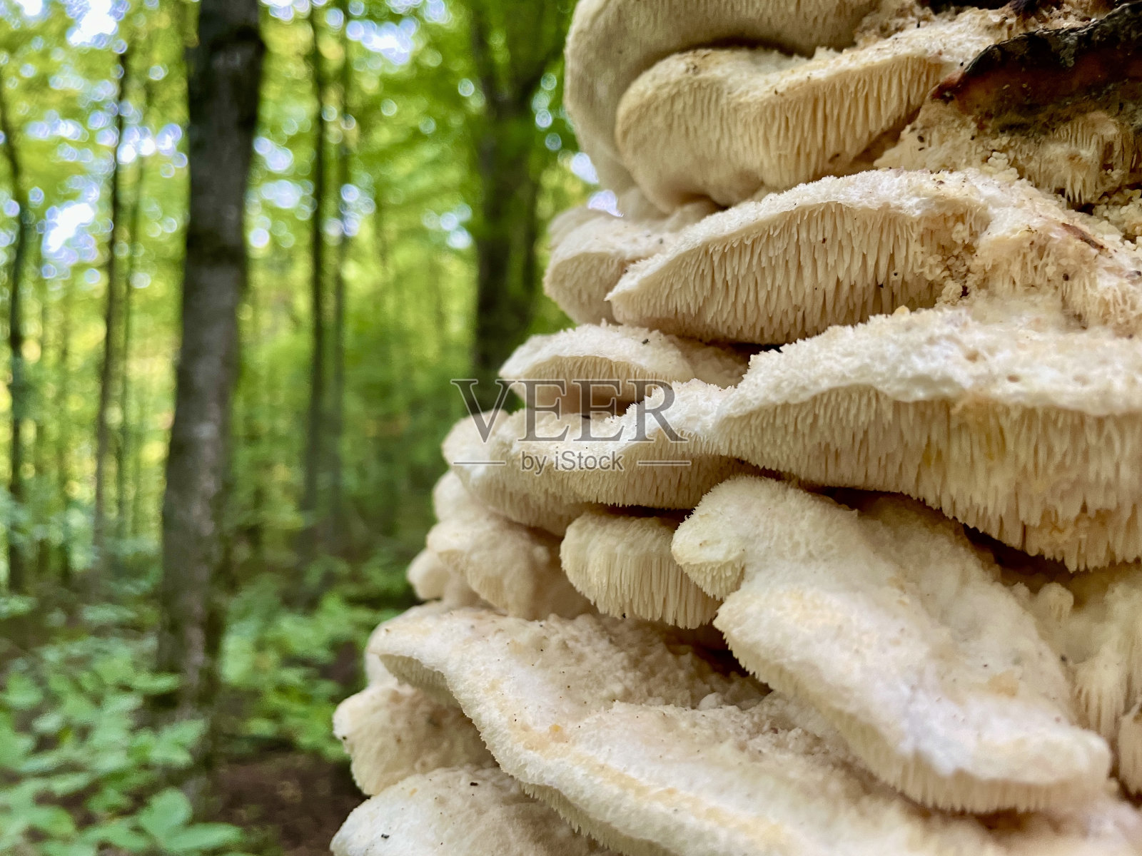 牙菌照片摄影图片