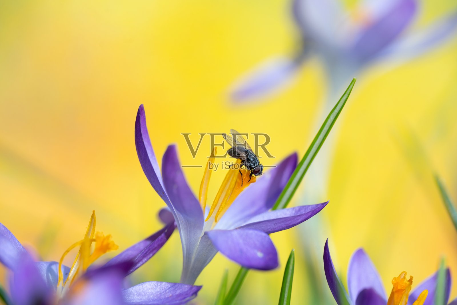 在番红花上飞翔照片摄影图片