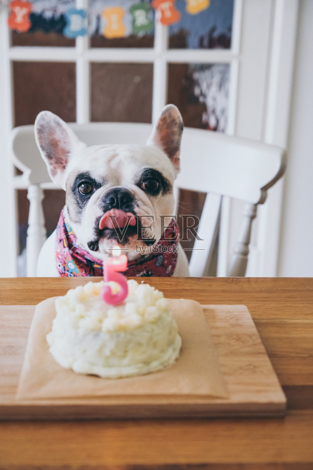 法国斗牛犬生日照片摄影图片