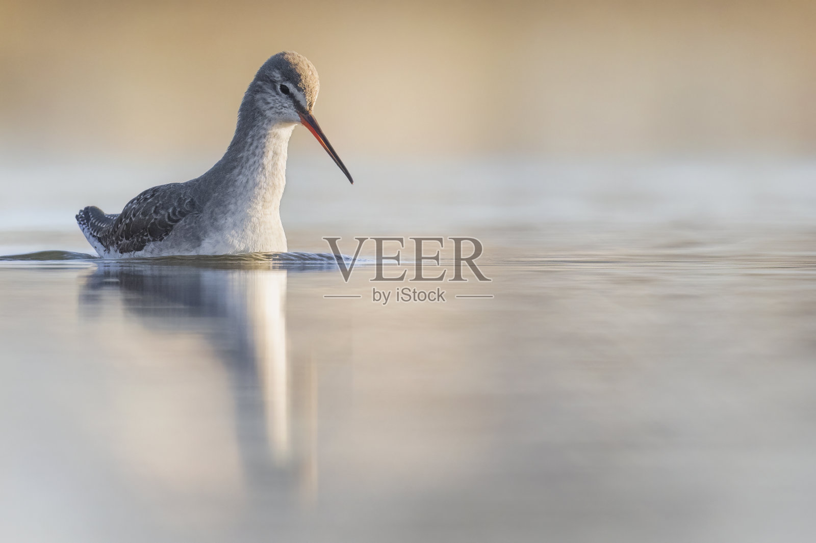 发现红脚鹬照片摄影图片