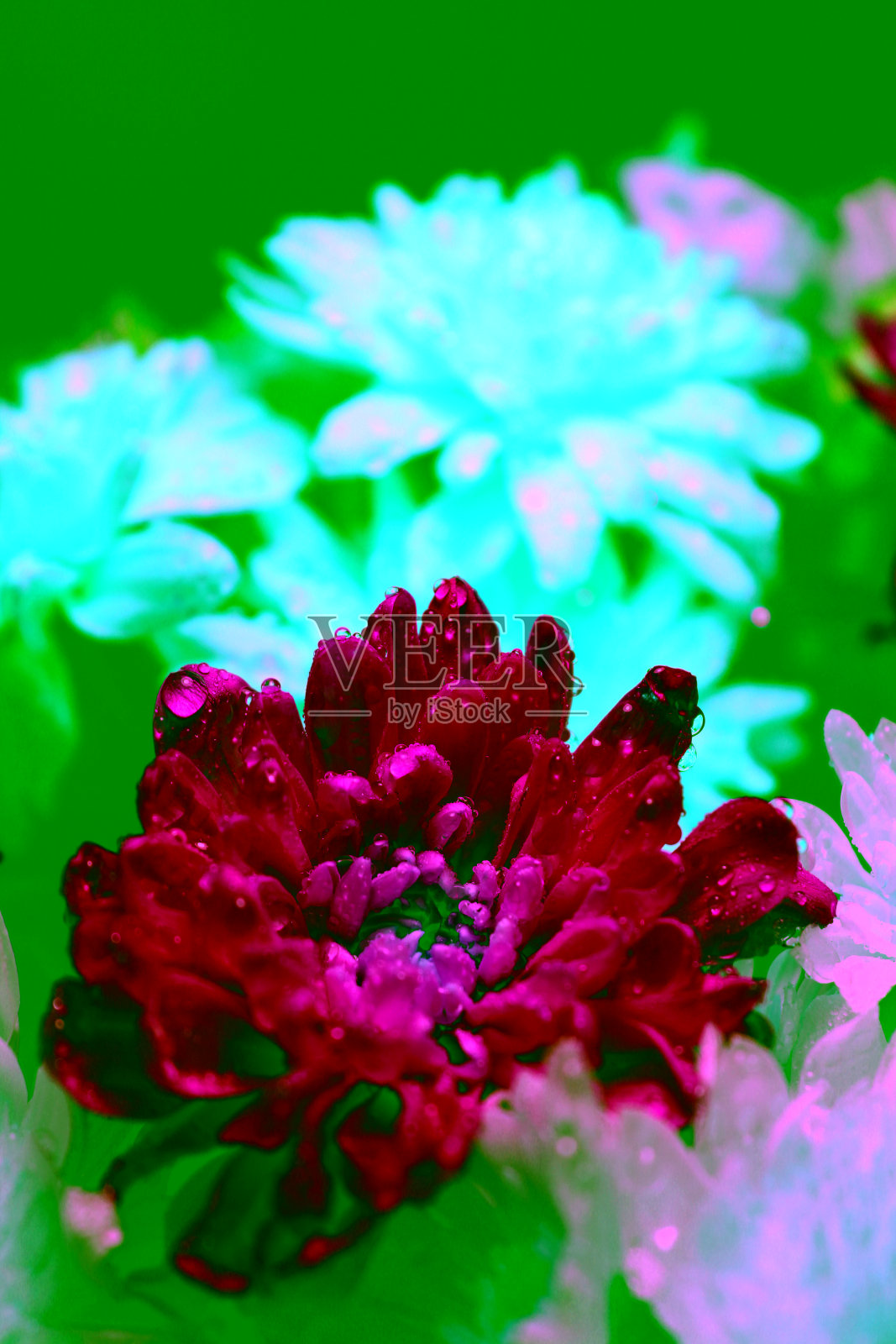 水滴在蓝色和黄色菊花的花瓣微距拍摄照片照片摄影图片