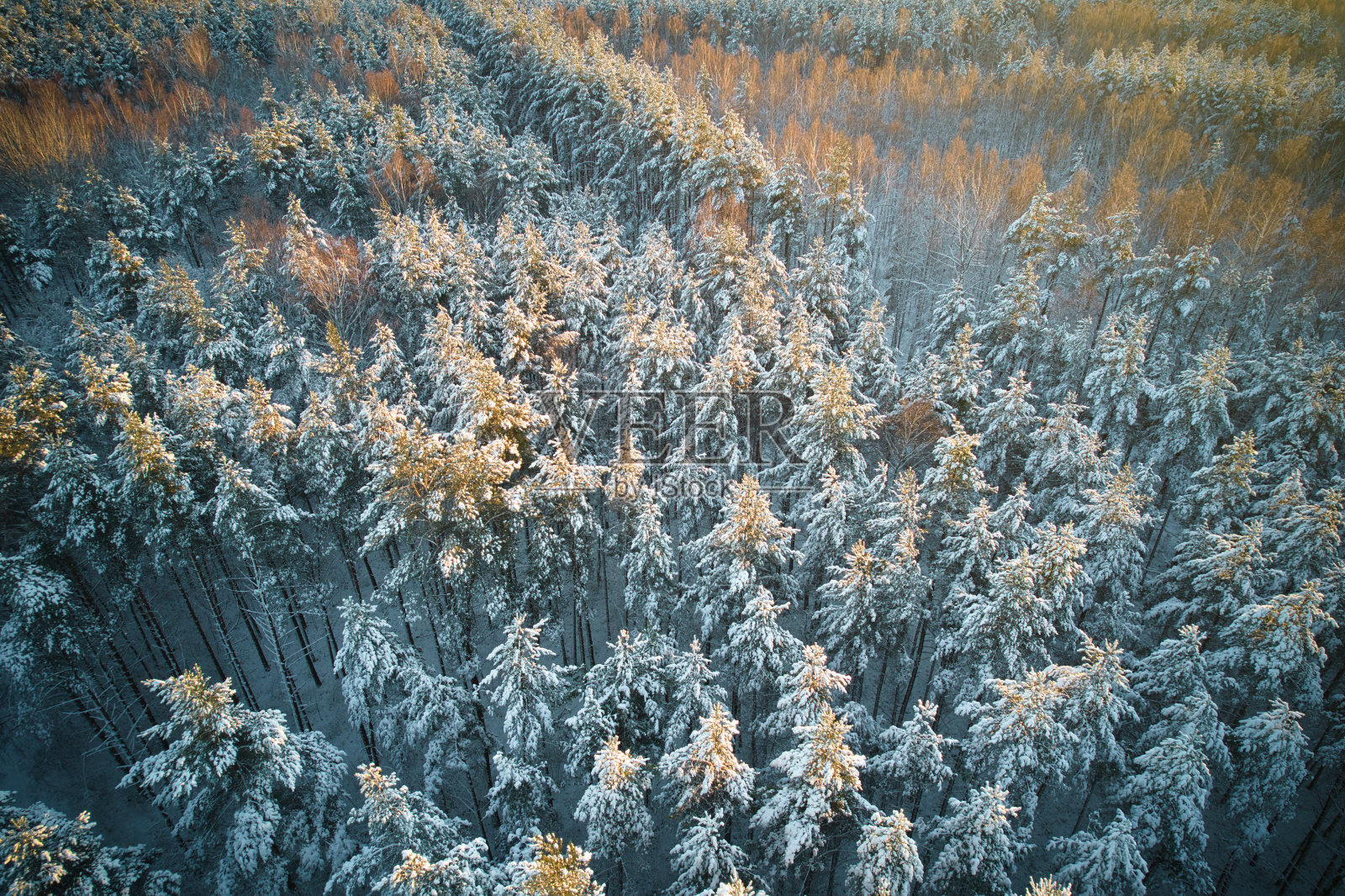 冬季的松林和白桦林被白雪覆盖照片摄影图片