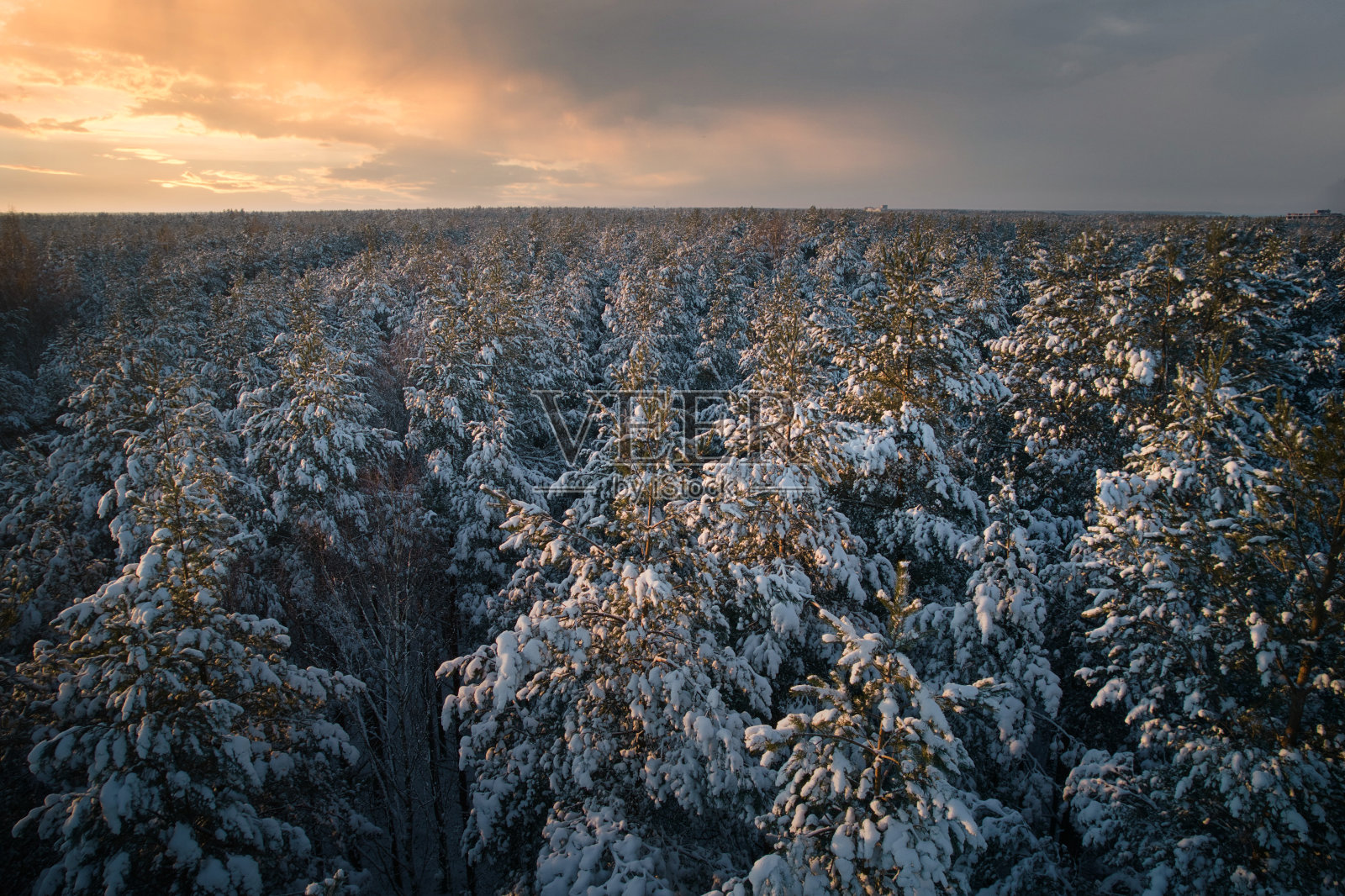 冬季的松林和白桦林被白雪覆盖照片摄影图片