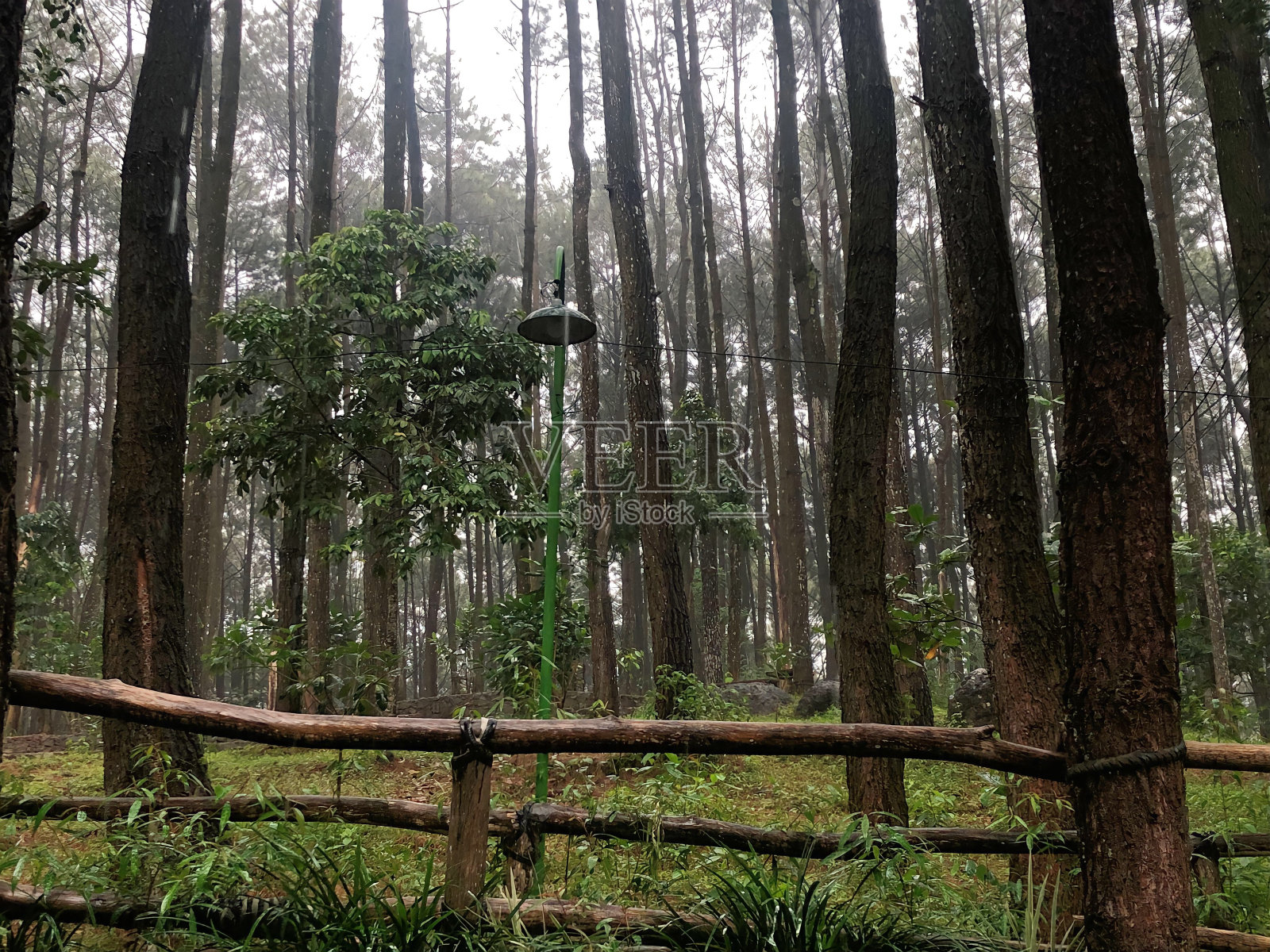 印度尼西亚美丽的森林照片摄影图片