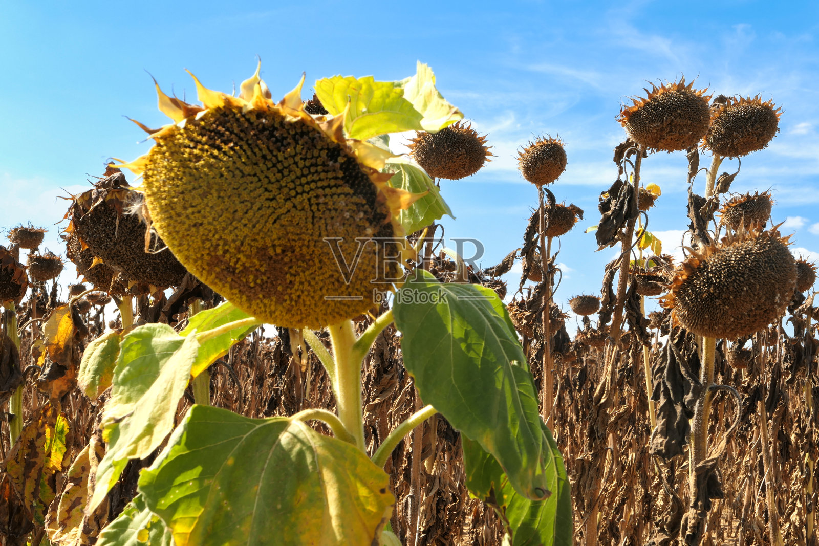 干燥的向日葵田。照片摄影图片