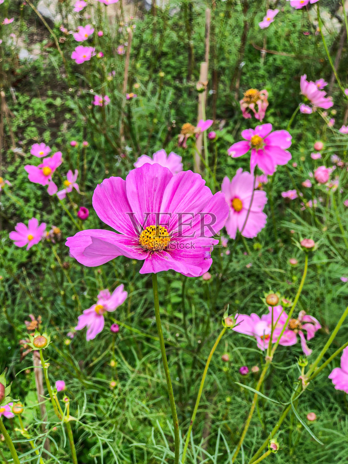 美丽的印尼花，安心的心。照片摄影图片