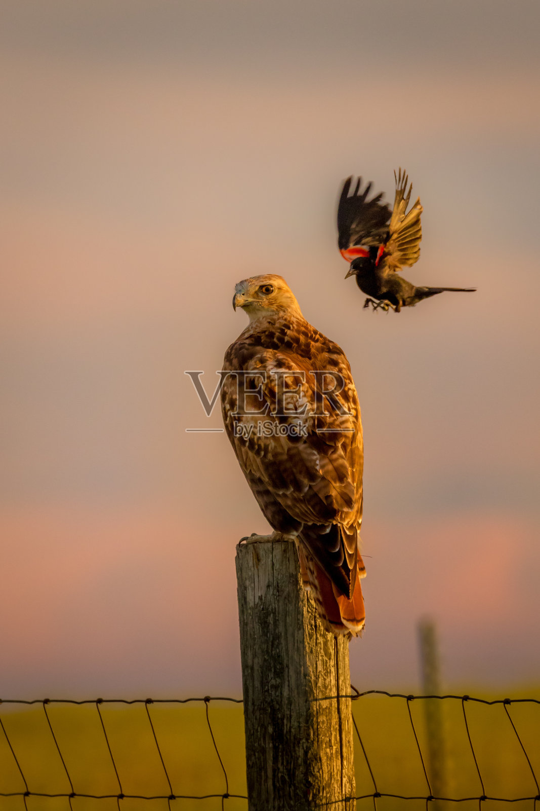 大卫和歌利亚照片摄影图片