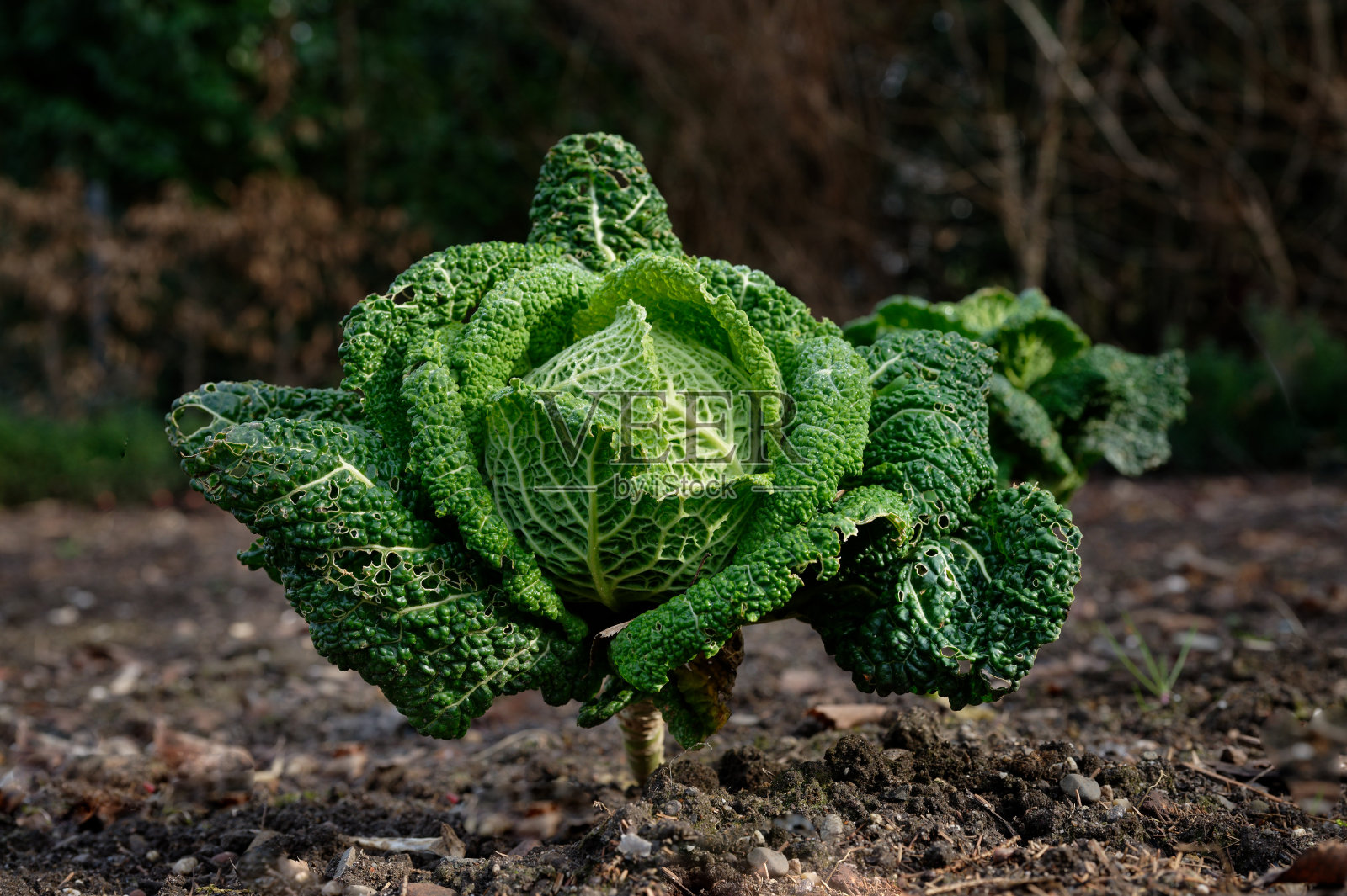 田里的萨伏伊卷心菜照片摄影图片