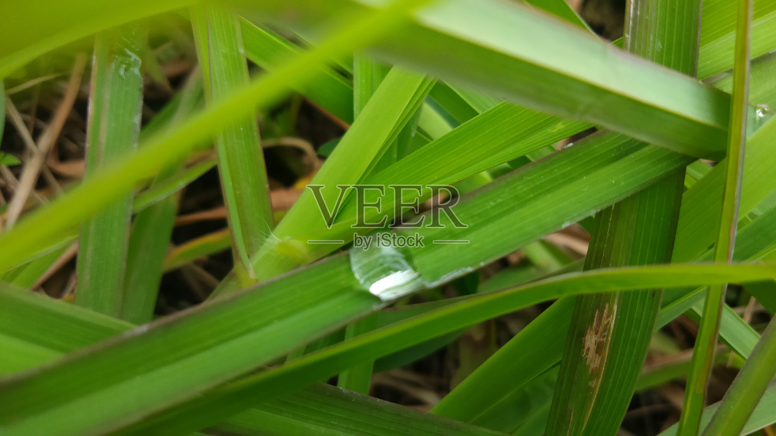 草地上的一滴露珠照片摄影图片