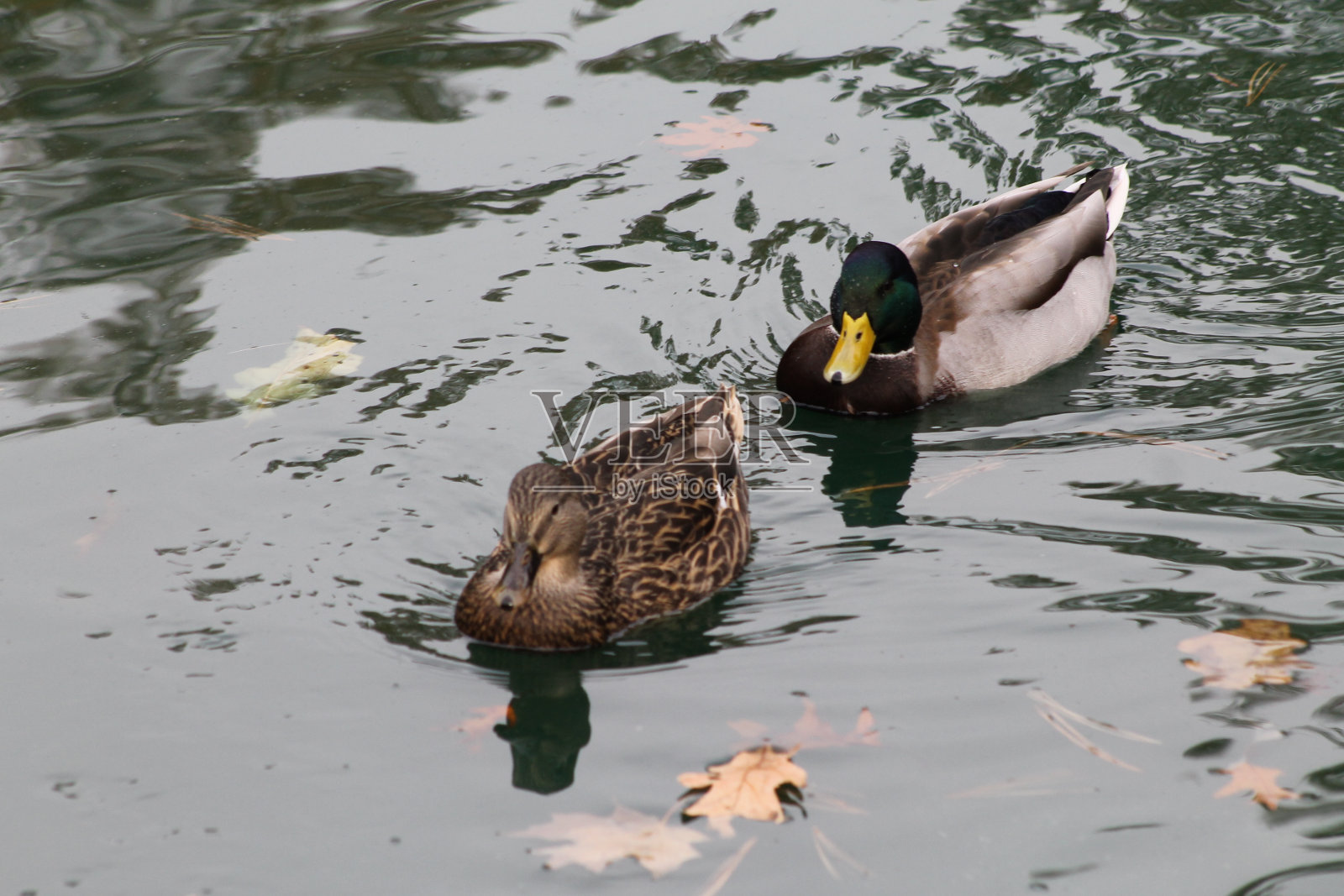 野鸭在池塘边照片摄影图片