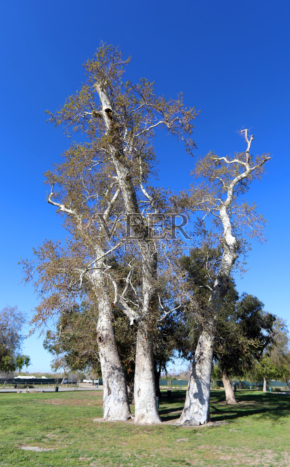 三棵巨大的梧桐树照片摄影图片