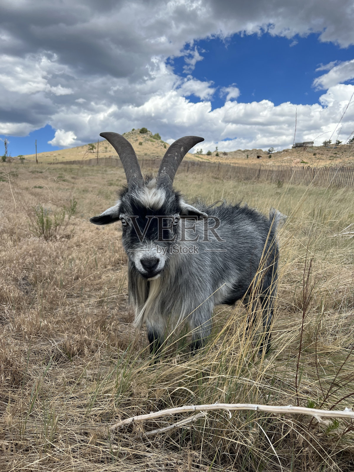 尼日利亚矮巴克在草地上照片摄影图片