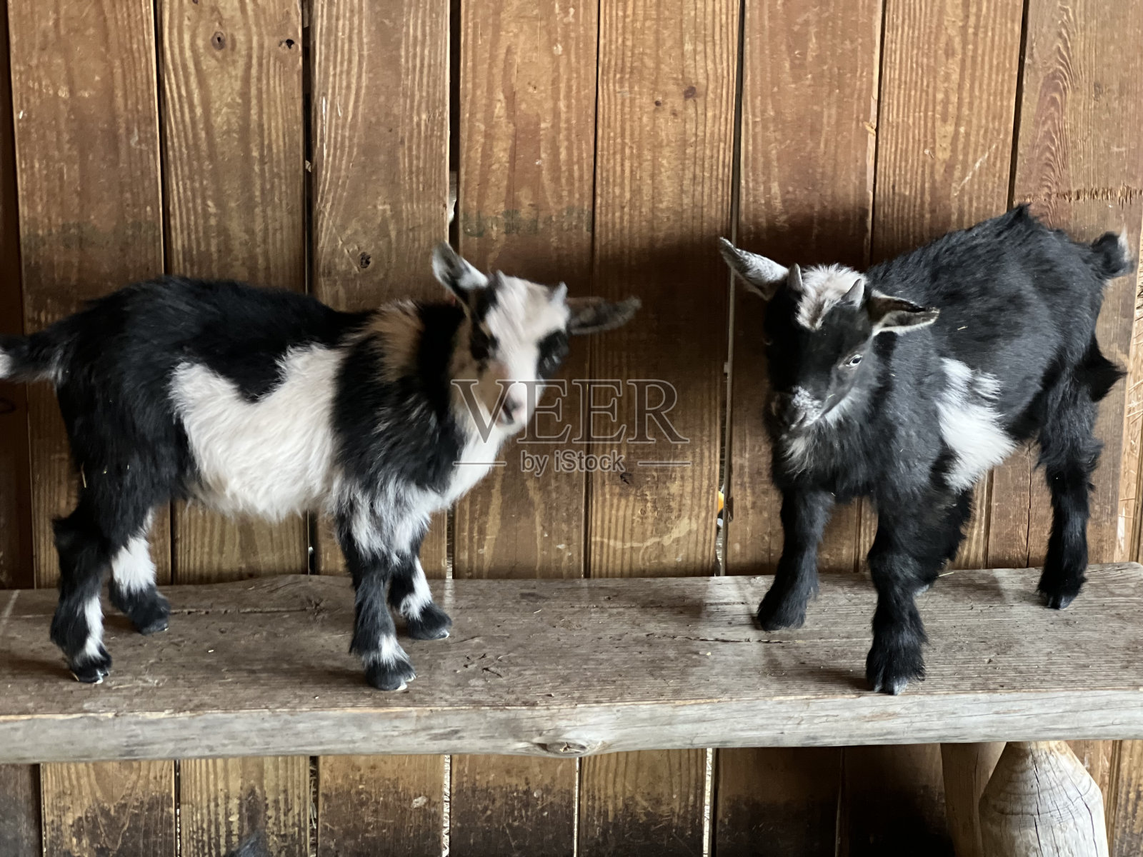 两只小山羊照片摄影图片