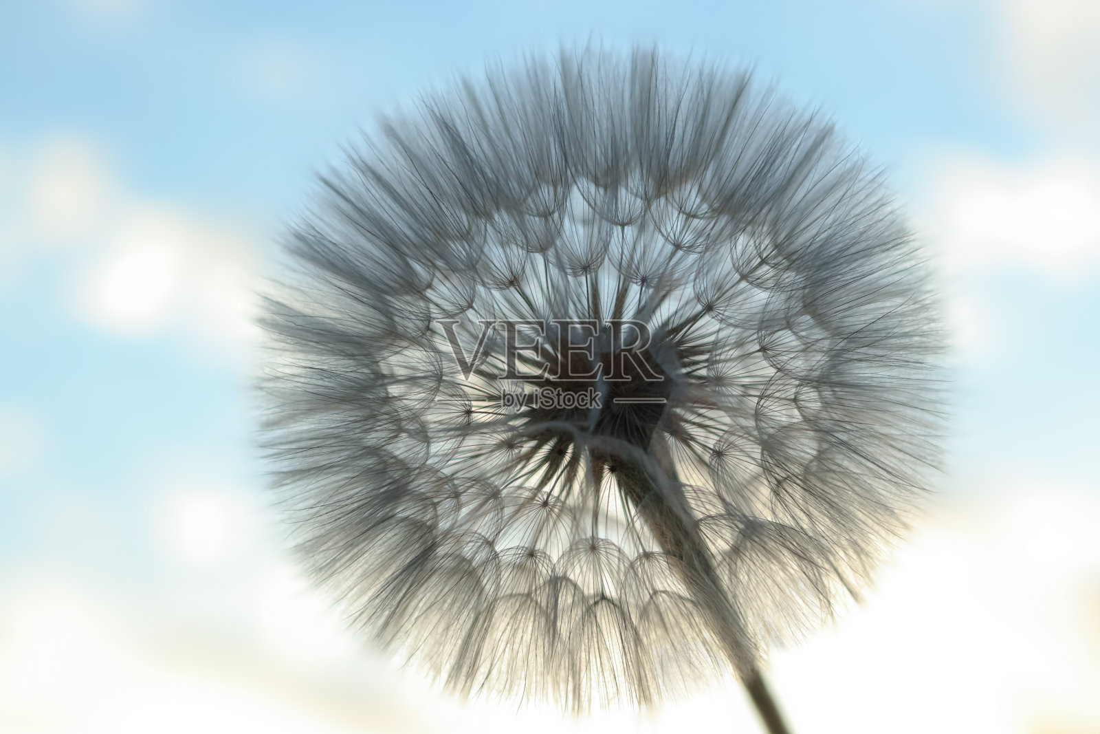 软的焦点。模糊的效果。毛茸茸的蒲公英在夕阳下的特写。模糊的背景。阳光透过蒲公英。夏季或春季自然背景。毛茸茸的蒲公英的抽象照片照片摄影图片