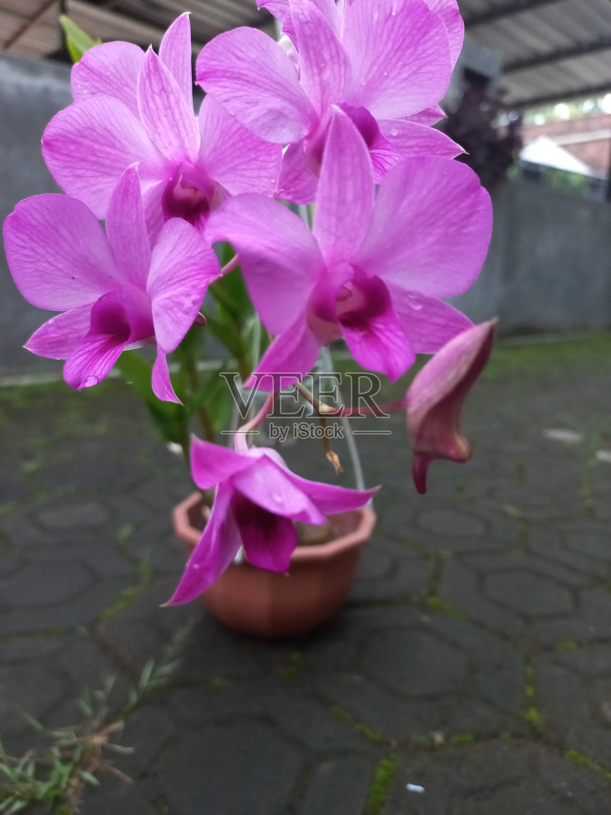 蝴蝶兰花照片摄影图片