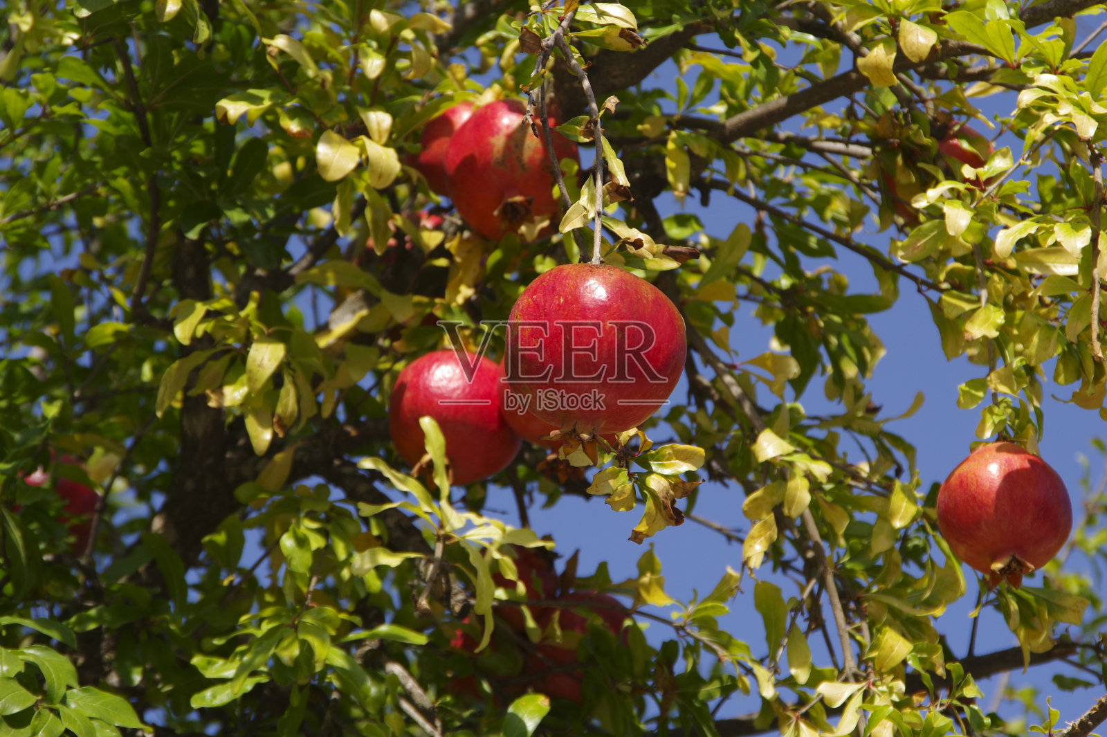 石榴树，结成熟的红色果实。照片摄影图片