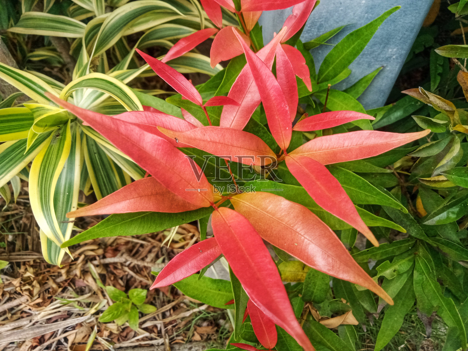 背景照片摄影图片