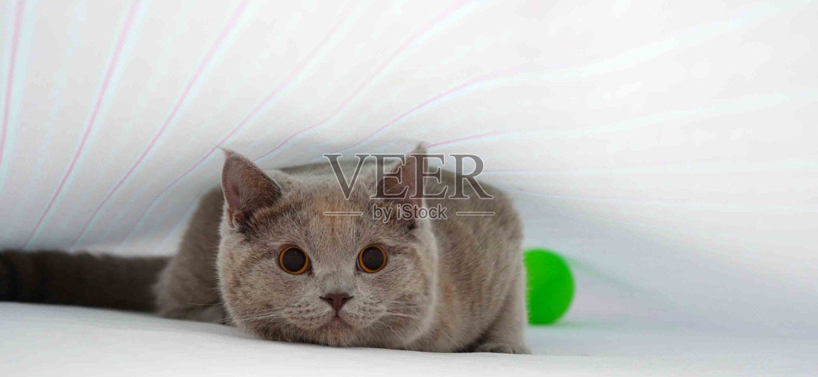 我们的猫喜欢在床上玩。照片摄影图片