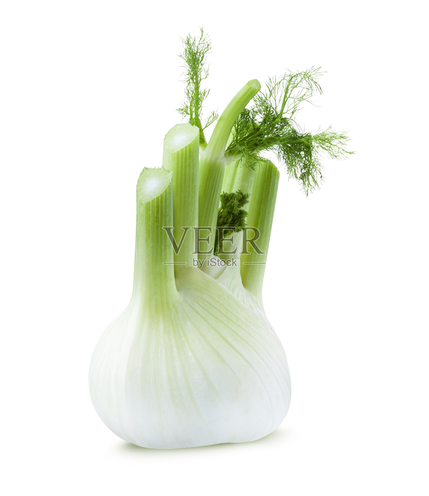 新鲜茴香球茎孤立在白色背景上照片摄影图片