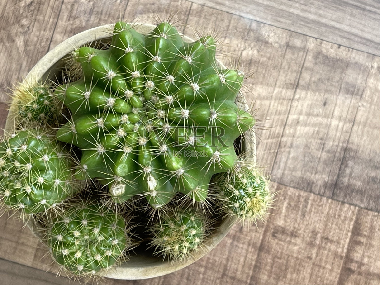 仙人掌照片摄影图片