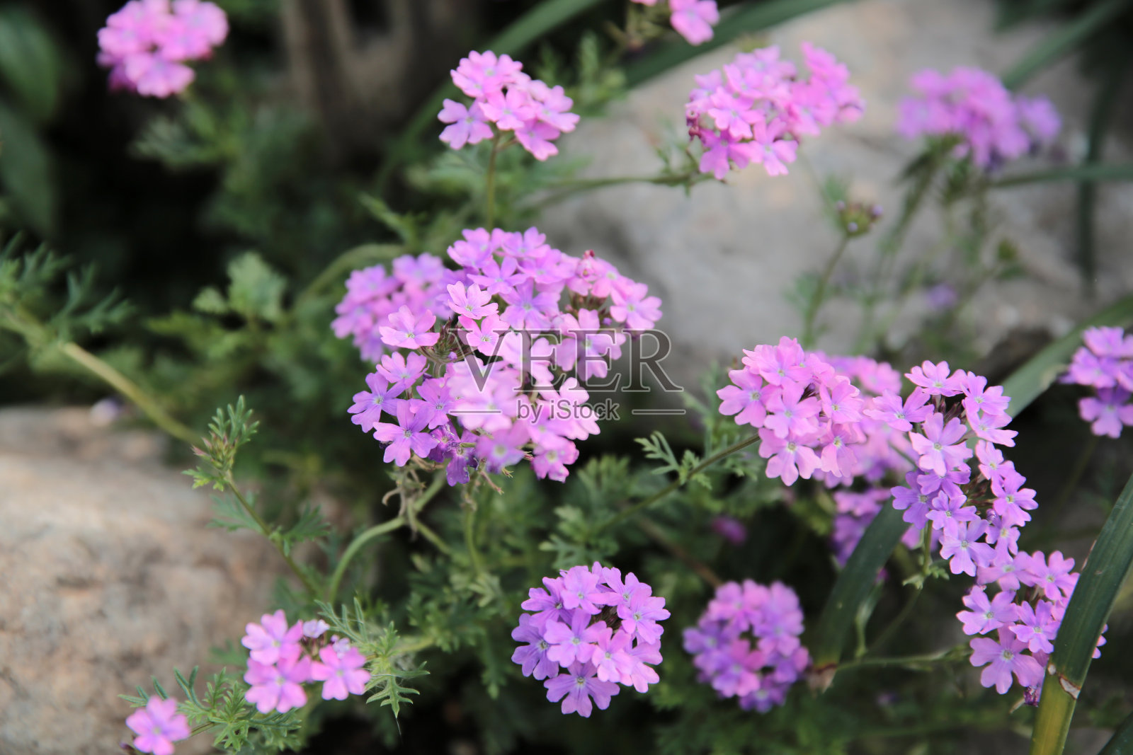 春天日本遍地开花照片摄影图片