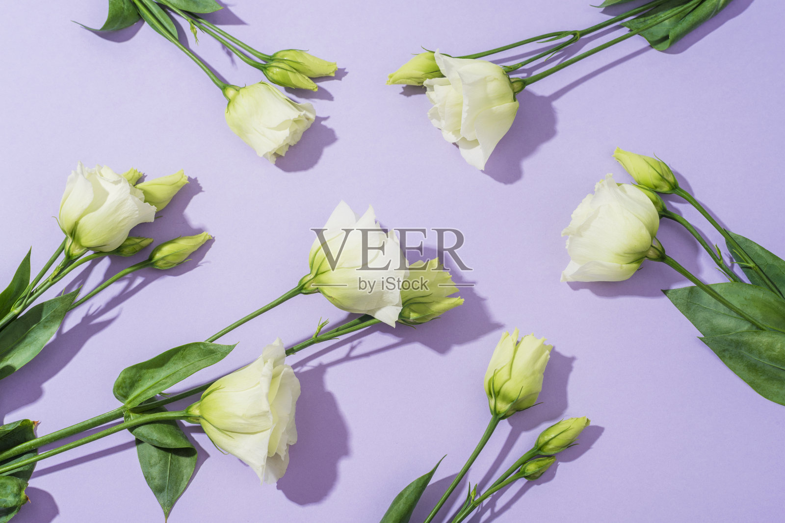 在阳光下紫色背景上的白色牡丹花。俯视图，平面布局照片摄影图片