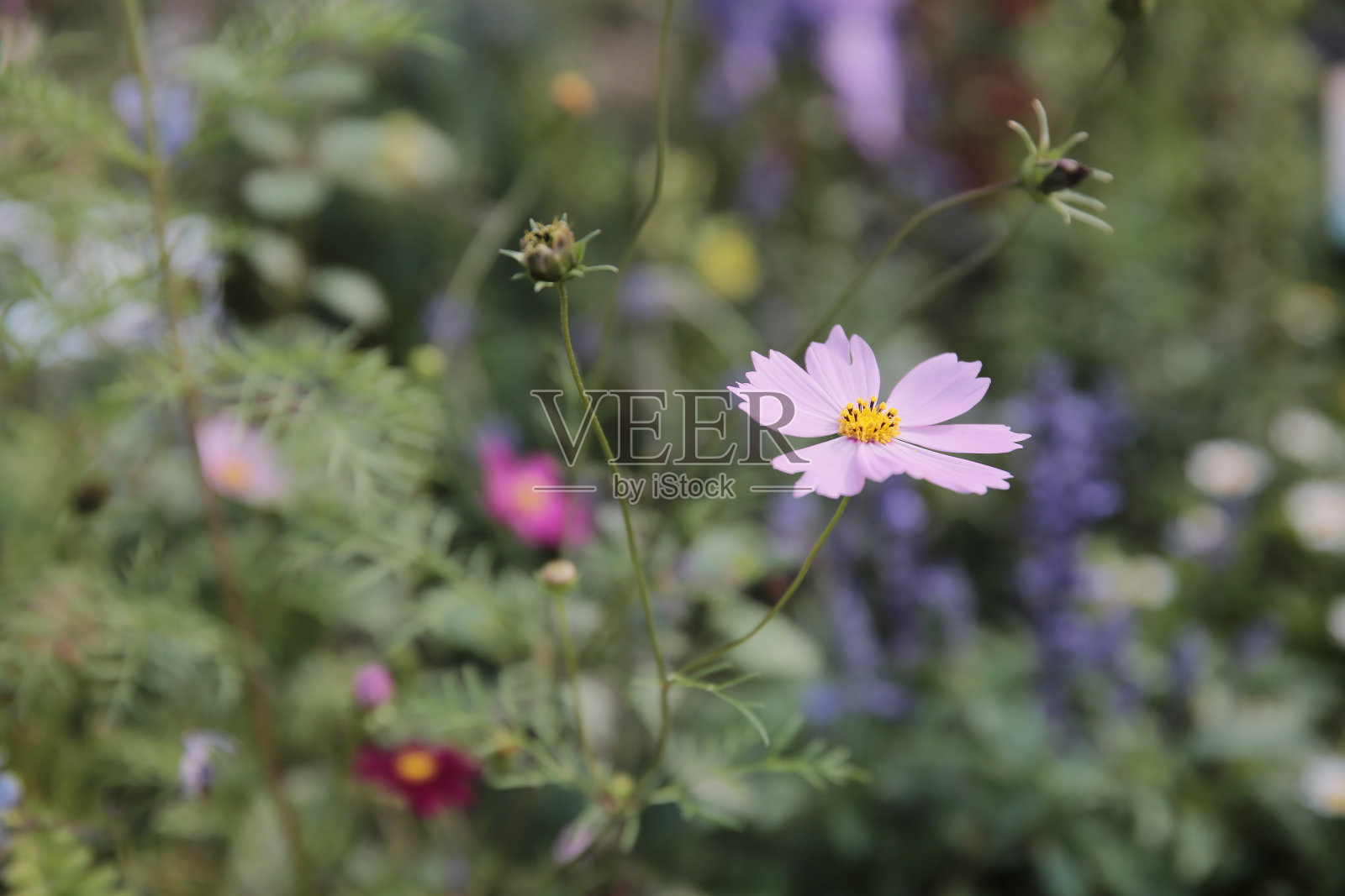 一个自然的概念，花园中的花照片摄影图片
