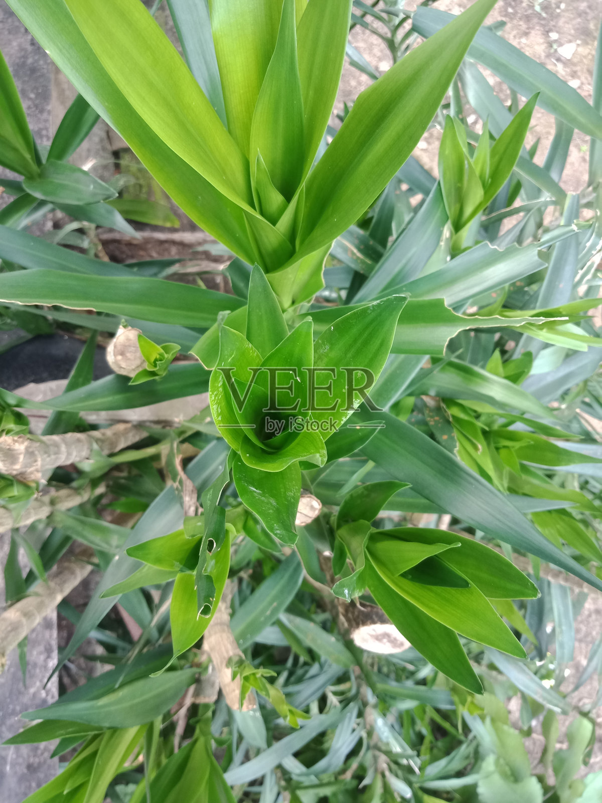 绿色suji或昂古利亚(Dracaena angustifolia)。照片摄影图片