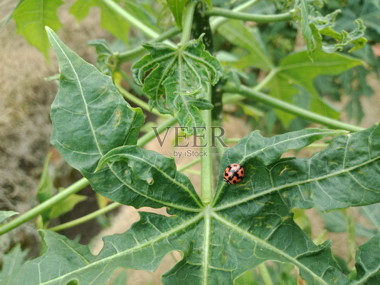 木瓜叶上的Kumbang kura-kura或Coccinellidae或aconitifolus。照片摄影图片