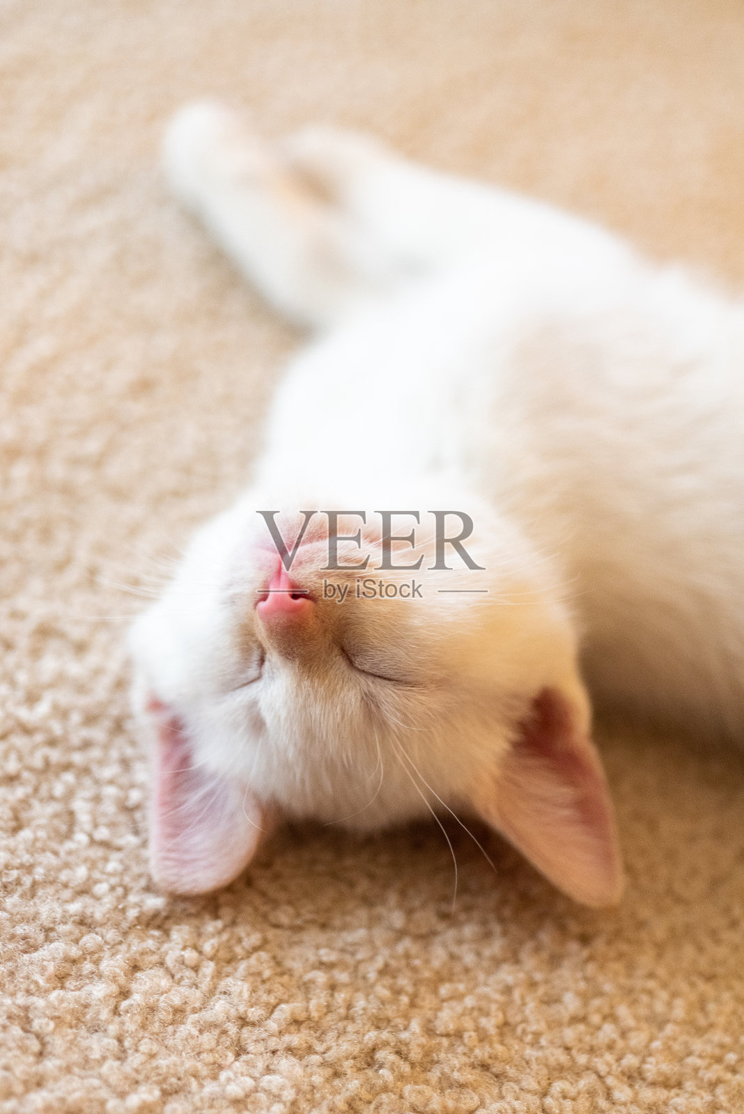 猫照片摄影图片